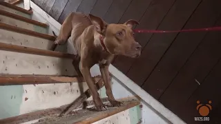 Starving Abandoned Dogs Rescued from Inside AND Under Houses in Detroit