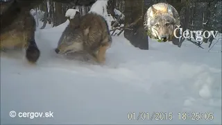 Čergov:  Vlk dravý - Canis lupus
