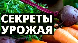 ПОСМОТРИ! Как убирать УРОЖАЙ свеклы и моркови и хранить его