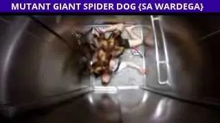 Mutant Spider Dog Prank