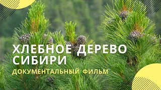 «Хлебное дерево Сибири» | Документальный фильм