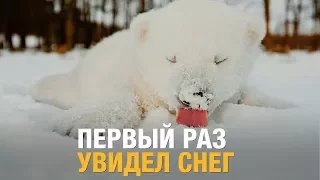 И снег, и смех / Животные первый раз увидели снег