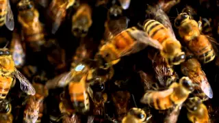 Election Day for Bees | NOVA scienceNOW