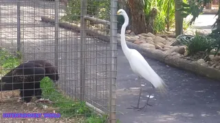 Eagle attacks bird at featherdale Wildlife park