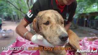 Dog's massive wound shrinks before your very eyes.