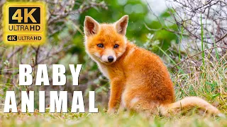 Детские животные 4K - Удивительный мир молодых животных | Живописный релаксационный фильм