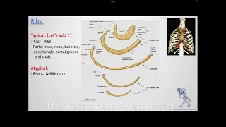 Respiratory system module - Anatomy of the thoracic wall, part 1 (concept 3)