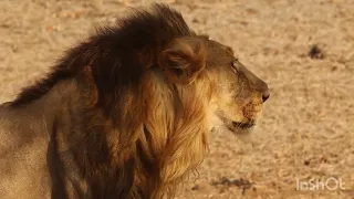 Lions, voice