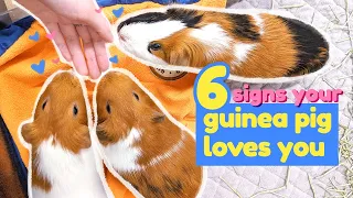 6 Signs Your Guinea Pig Loves You | GuineaDad