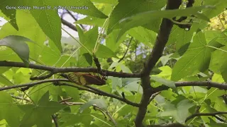 VERIFY | Will this year's rare double brood of cicadas hit Central Texas?