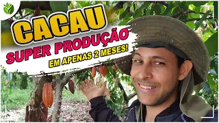 SUPER PRODUÇÃO DE CACAU EM 2 MESES?