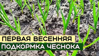 ПЕРВАЯ подкормка ОЗИМОГО ЧЕСНОКА весной. ЧЕМ подкормить ЧЕСНОК весной?