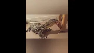 HUGE LIZARD ATTACKS RATS | Live Feeding