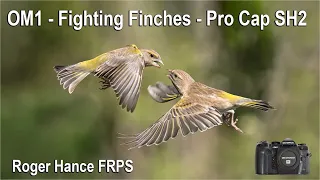 OM1- ProCapSH2 - photographing Fighting Finches using the 40-150mm F2.8 + MC14 converter