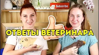 ОТВЕЧАЕТ ВЕТЕРИНАР Специалист По Грызунам РОДЕНТОЛОГ: КУПАНИЕ МОРСКИХ СВИНОК, БОЛЕЗНИ, НАПОЛНИТЕЛЬ