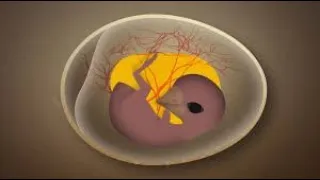 How Chicks Get Oxygen Inside Their Eggs