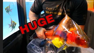UNBOXING ONE OF OUR BEST FRESHWATER FISH SHIPMENT