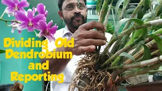 Repotting One of my  oldest  DENDROBIUM  ORCHID.