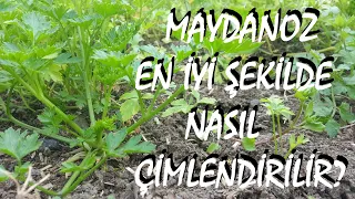 Maydanoz nasıl ekilir?