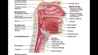 Chapter 22 Respiratory System Part1