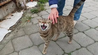 Tabby cat meowing very loudly is very hungry