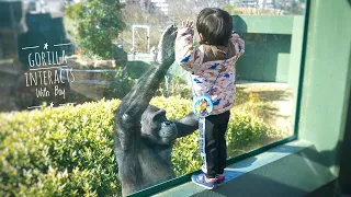 Gorilla Interacts With Humans | The Shabani Group