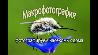 Макрофотография.Фотографируем насекомых дома.