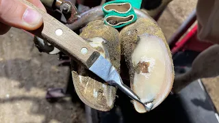 PUS SPRAYS from a HEIFER’s HOOF