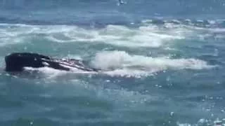 whales bubble net feeding Humpback Whales Juneau, Alaska 2015