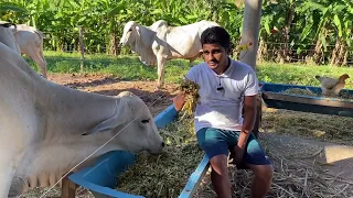 Capiaçu: alimento volumoso de baixo custo para bovinos. Avaliando a aceitação do capim estocado.