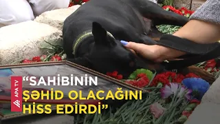 Şəhid olmuş sahibinin məzarında yatan it - APA TV