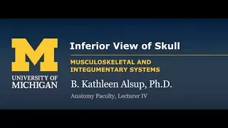 Skeletal System: Skull - Inferior View