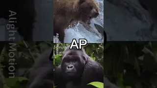 Grizzly Bear VS. Silverback Gorilla