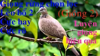 [Bird song] Chim cu gáy giọng bổ hai cu cườm, cu đồng gióng hai, lèo đôi