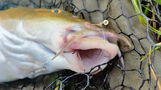 This Fish Was FULL Of HOOKS! (River Barbel)