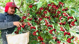 INCREÍBLE COSECHA DE CEREZA POR CONTRATO EN ESTADOS UNIDOS / WONDERFUL CHERRY HARVEST 🍒