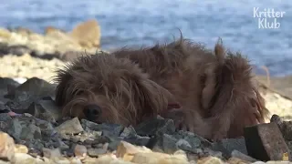 Two Dogs Are Found Stranded On A Deserted Island | Animal in Crisis EP17