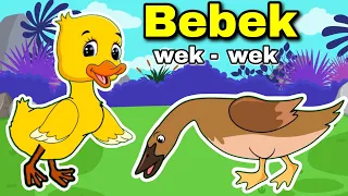 Bebek wek wek wek Lagu Anak Anak Bebek Nyosor Dan Ayam Berkokok