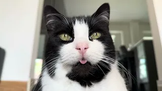 My Cat Forgets His Tongue Out