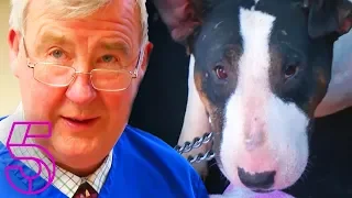 Rescue Dog Attacks Bull Terrier | The Yorkshire Vet | Channel 5