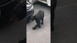 Bear breaking into vehicles in Gatlinburg TN