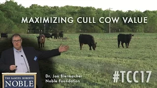 Maximizing the Value of Your Cull Cows