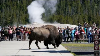 Bison Attack-Man gored by Yellowstone bison