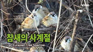 참새의 사계  Eurasian Tree Sparrow