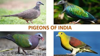 Pigeons of India 🕊️ 🇮🇳 | Dove | Indian Birds