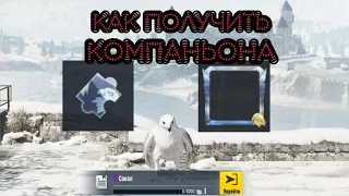 Как получить компаньона в PUBG MOBILE