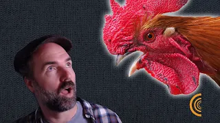 Is Big Chicken a Symbol of the Anthropocene?