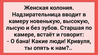 Уголовница Встретила Подругу в Камере! Сборник Свежих Смешных Жизненных Анекдотов!