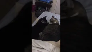 Kitten Plays Dead After Getting Bit By Cat😂😂😂😂