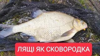 ЛЯЩІ ЯК СКОВОРОДКА. Нарешті обізвався короп.